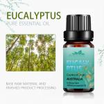 Natural 100% Pure Eucalyptus Essential Oil Aromatherapy 100ml OEM FDA