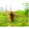 Buy cheap Summer products ultrasonic pest repeller in dog cat pest control from wholesalers