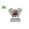Buy cheap Adult Female Pelvis Model Medical Teaching Models Life Size PVC Material from wholesalers