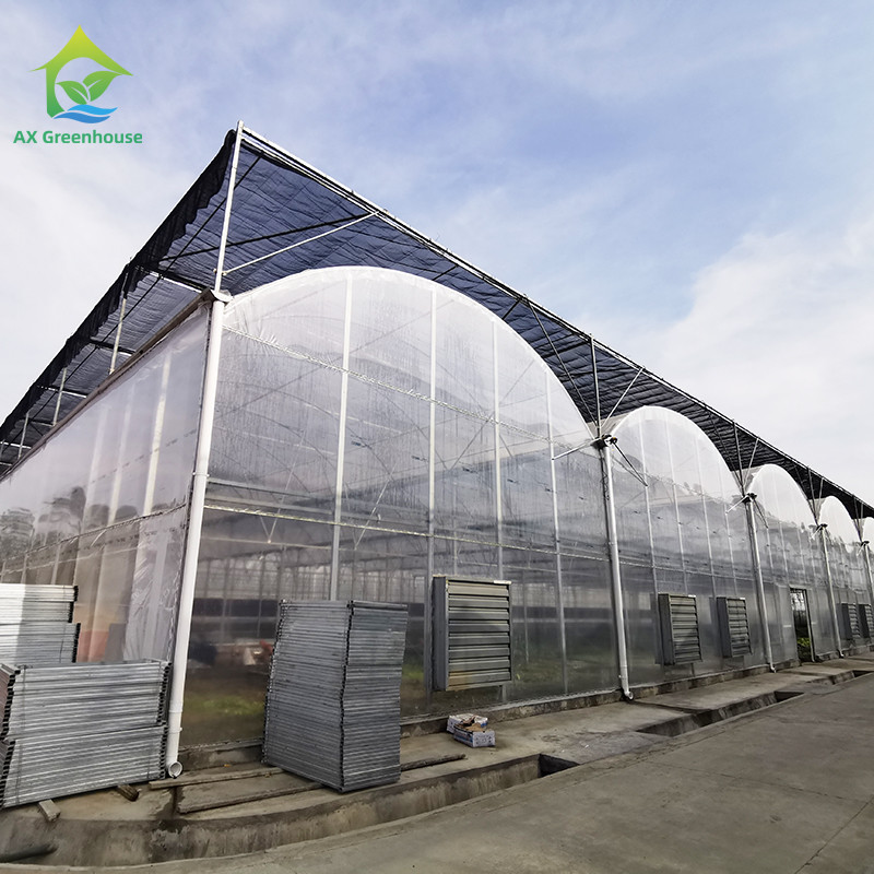 Plant Cultivation With Plastic Film Covered Multi Span Greenhouse And Irrigation System