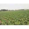 Buy cheap Full Nutrients Raw Green Cabbage / Chinese Green Cabbage Japan Standard from wholesalers