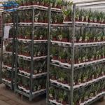 Standard Container 1350 * 565 * 1900mm Plywood Flower Trolley Convenient Storage