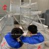 Buy cheap A Type Chicken 128 birds Poultry Chicken Battery Cage System Hot Dipped Galvanized For Nigeria Farm Doris from wholesalers