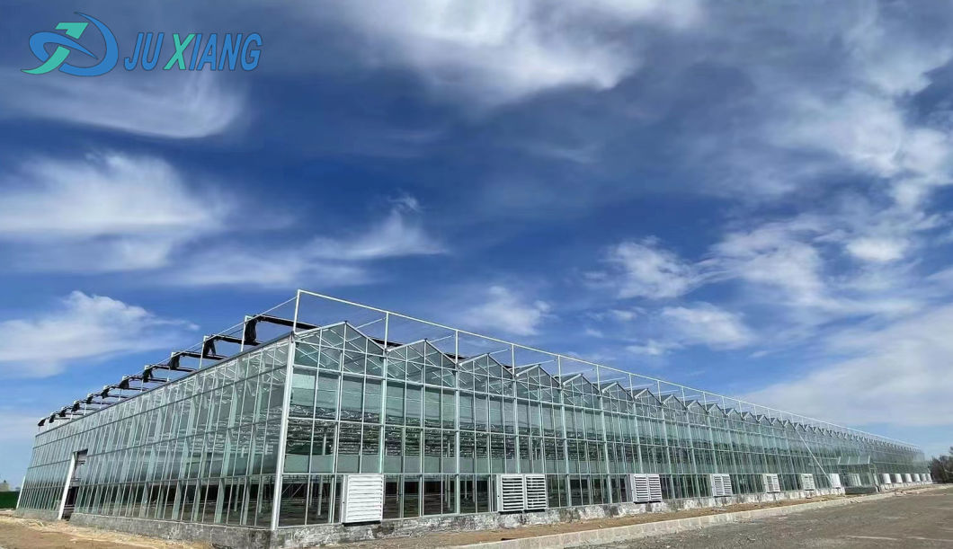 Commercial Cucumber Cultivation Sunlight Greenhouse Solution