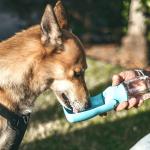 Dog Travel Water Bowl Bottle Portable For Daily Dog Walks