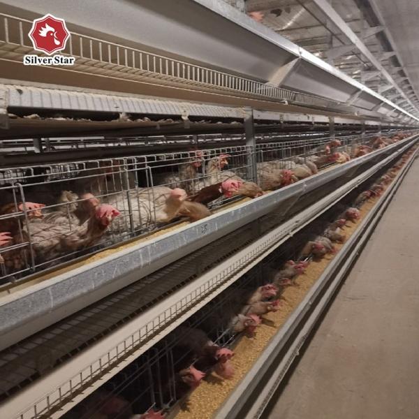 Buy cheap Resilient medium-sized broiler cages ensure efficient management of small chicks. from wholesalers