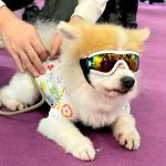 Dog Goggles Material Small Medium Pets UV Protection Wind and Sand Resistance