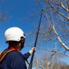 Buy cheap 3m-7m Electric Extendable Tree Pruner Pure Carbon Telescopic Tree Pruner Electric from wholesalers