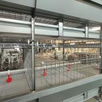 H Type Frame 4 Tiers Meat Chicken Broiler Cage 136 Birds