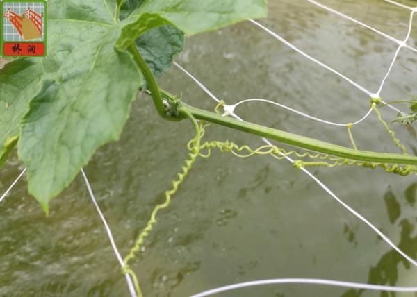 Quality PP Agricultural Netting For Plant Support , White Color BOP Plastic Mesh Netting for sale