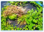 Enviro Weed Block Fabric Anti UV Agricultural Non Woven Cover Fabric