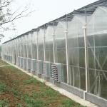 Stability Venlo Type Greenhouse / High Standard Venlo Glasshouse Good Appearance