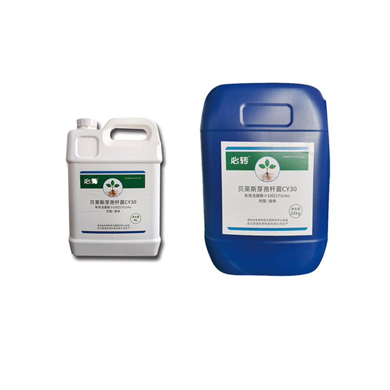 Broad Spectrum Antifungal Activity Microbial Agent CY30 Promote Crop Growth Cure Root Rot