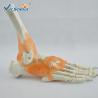 Buy cheap Plasric Human Skeleton Model Life - Size Foot Joint With Ligaments Teaching Models from wholesalers