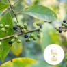 Buy cheap 67%Min Purity Food Grade Litsea Cubeba Essential Oil As Food Additive from wholesalers