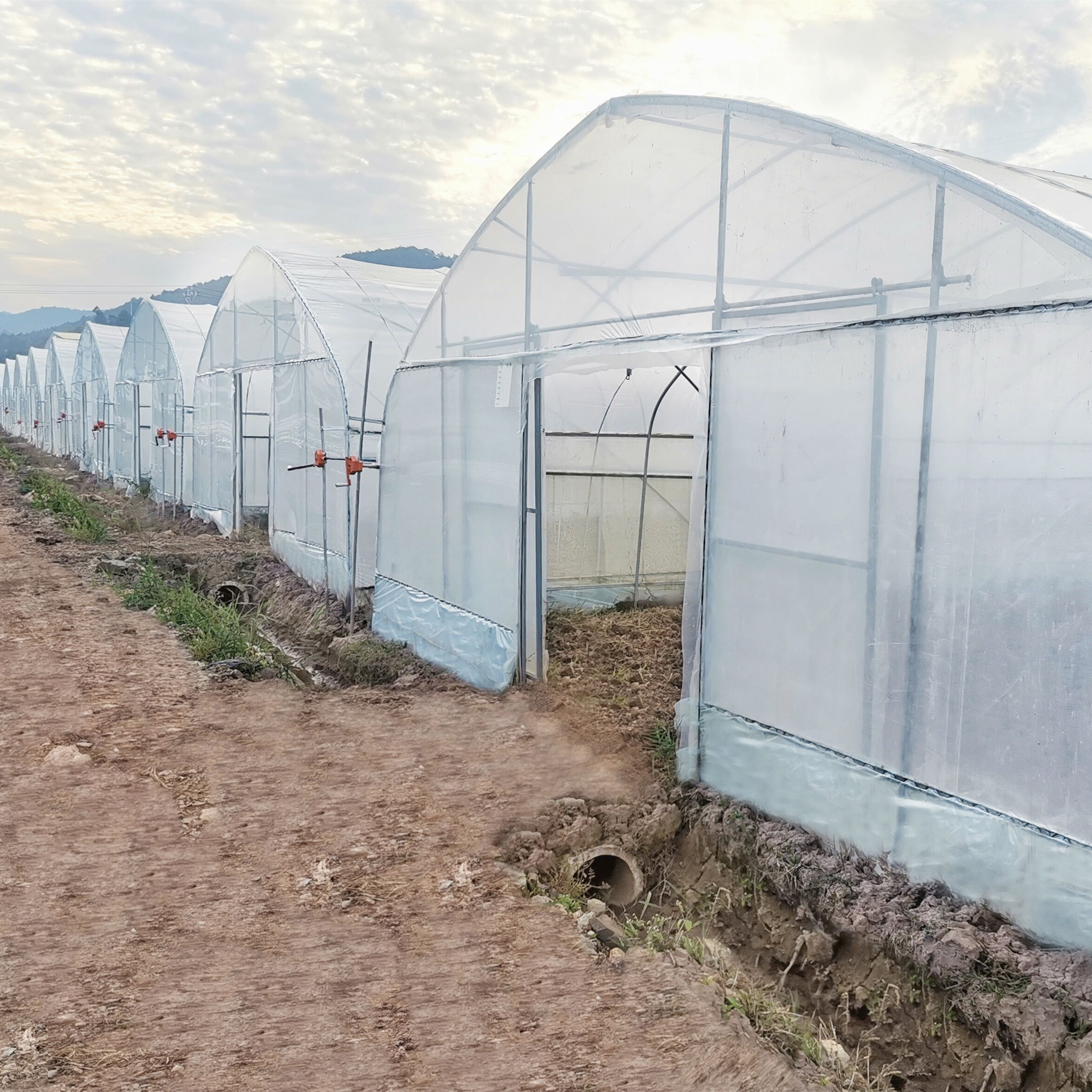 Hydroponic System Steel Frame Arch Plastic Film Poly Tunnel Greenhouse For Tomato