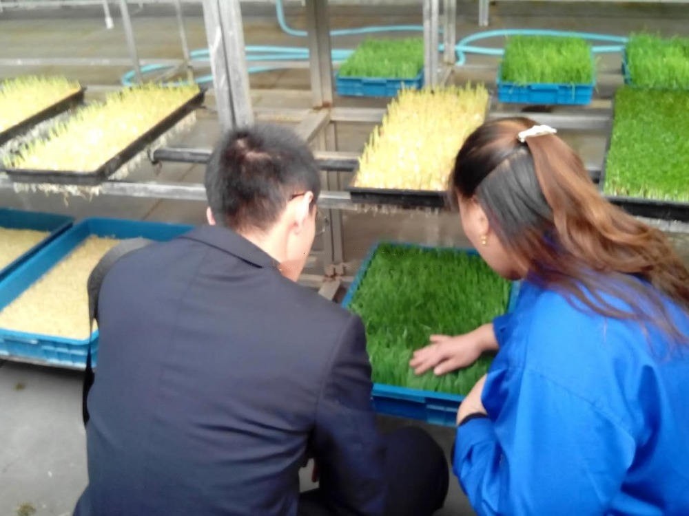 Seeds Growing Automatic Fodder Machine Save Energy Green Fodder Machine