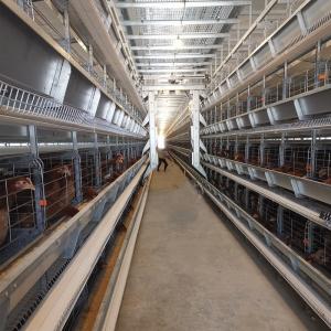 China Poultry Farm Layer Cage H Type Full Automatic Chicken 6Tiers on sale