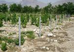 Wine Chateau Plant Support Posts 54x30x1.5mm 7ft Height Corrosion Resistance