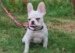 3m 5m Dog Lead