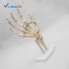 Buy cheap Life Size Anatomical Skeleton Model VIC-114 Hand Joint Real Human Skeleton Model from wholesalers