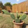 Buy cheap ECO Friendly Decoration Panels Privacy Carbonized Natural Reed wicker Fence Outdoor Garden Fencing from wholesalers