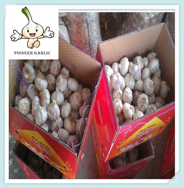 Buy cheap Fresh agriculture products natural white garlic from Jining city from wholesalers