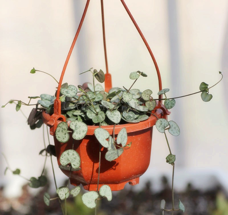 various customize plastic hanging hook hanging flower pot on balcony in room