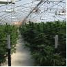 Buy cheap Single Span Tunnel Blackout System Hydroponic Light Deprivation Greenhouse from wholesalers