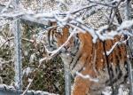 Flexible 7x7 Stainless Steel Rope Mesh for Tigers and Big Cats