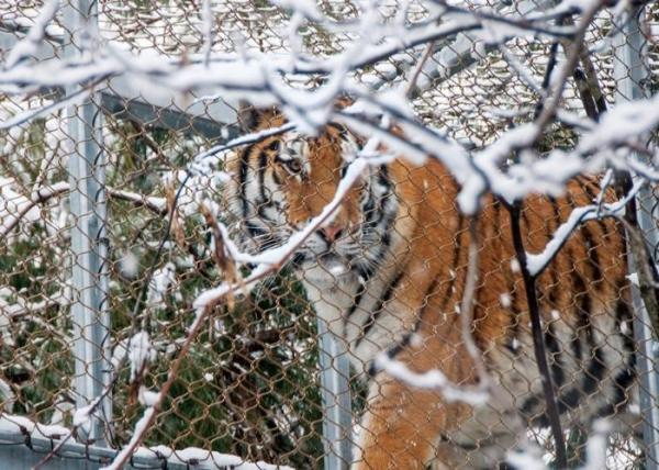 Buy cheap X- Tend Stainless Steel Wire Rope Zoo Mesh For Tigers And Monkeys from wholesalers