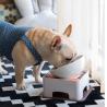 Buy cheap CeramicsTilted Single Food Feeding Bowl for French Bulldogs/Cats from wholesalers