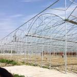 Agricultural Vegetable Green House Multi-span Tomato Greenhouse For Fruits