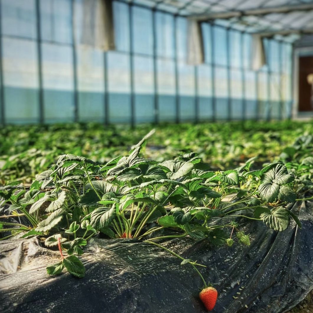 Greenhouse Hydroponics System for Flower Cultivation