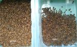 128 Channels Green Coffee Beans Color Sorter for Cherry Separating