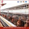 Buy cheap A Type Layer Cage System New 96-200 Capacity Battery Raising Equipment Mia from wholesalers