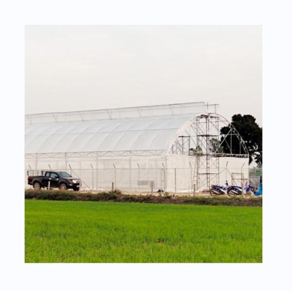 Buy cheap 200 micron UV Protection PE Film Single Tunnel Greenhouse For Tomato and Cucumber Growth from wholesalers