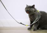 Travel Small Cat Harness And Leash Kitten Lead And Harness
