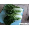 Buy cheap Chinese All Season Cabbage Yellow Inside 15kg / Ctn HACCP GAP Certification from wholesalers
