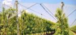 SIDIKE Polyester Monofliament Yarn Light Weight Kiwi Trellis Support