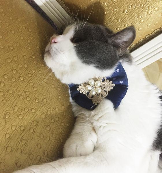 Ribbon Beads Designer Cat Collars , Fancy Cat Collars Customized Color Easy