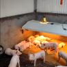 Buy cheap Pig Farming Livestock Farming Equipment Durable Weaning Cage Stainless from wholesalers