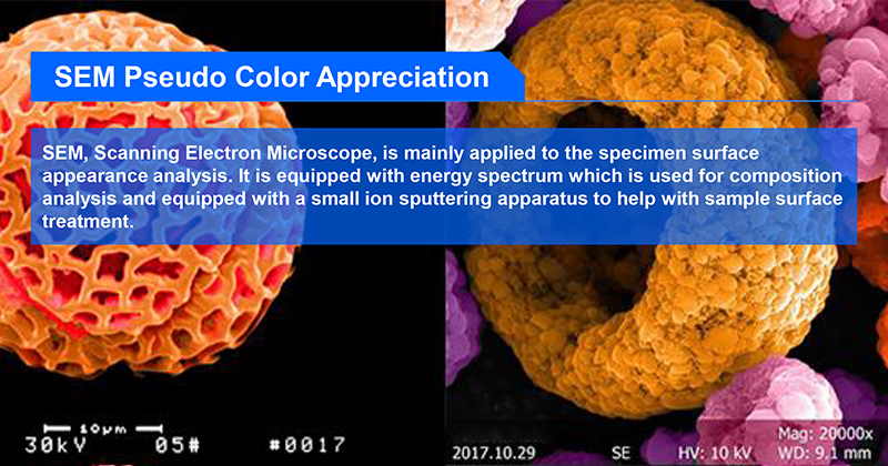 Opto Edu A63.7069 Scanning Electron Microscope Instrument Std 8x~300000x