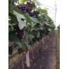 Buy cheap PP Non Woven Agriculture Horticultural Cover Hydrophilic Weed Control Mat from wholesalers