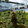 Buy cheap 100% Shading PE Automatic Blackout Greenhouse Light Dep For Herb Growing from wholesalers