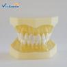 Buy cheap Standard Dental Study Models 28/32 Pcs Typodont Model For Bilological from wholesalers