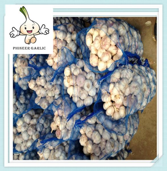 Buy cheap Supply pure white garlic with good quality for sale, SIZES 4cm 5cm 5.5cm 6cm from wholesalers