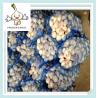 Buy cheap Supply pure white garlic with good quality for sale, SIZES 4cm 5cm 5.5cm 6cm from wholesalers
