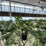 Double Layer Hydroponic Glass Greenhouse for Flower Cultivation Affordable and