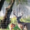 Buy cheap Livestock Panels Heat Treated Pressure Treated Wood Type Fence Rails for Farm Fencing from wholesalers